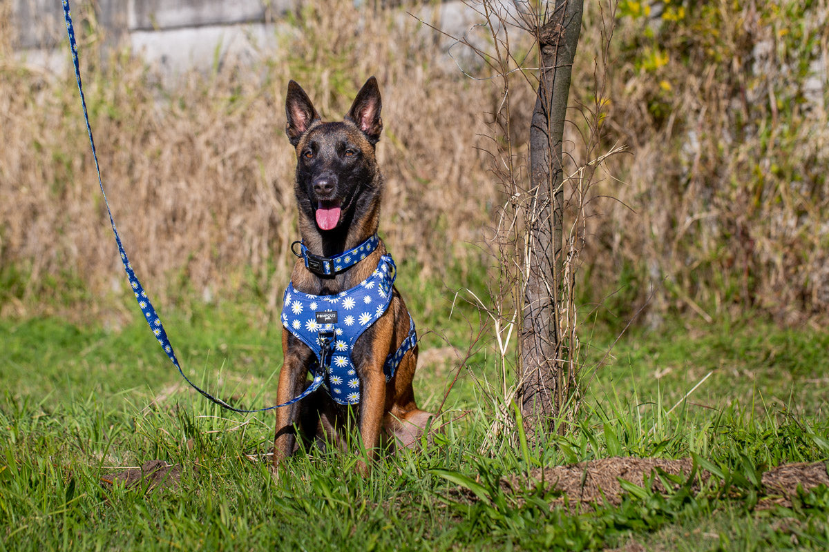 Best harness for belgian clearance malinois