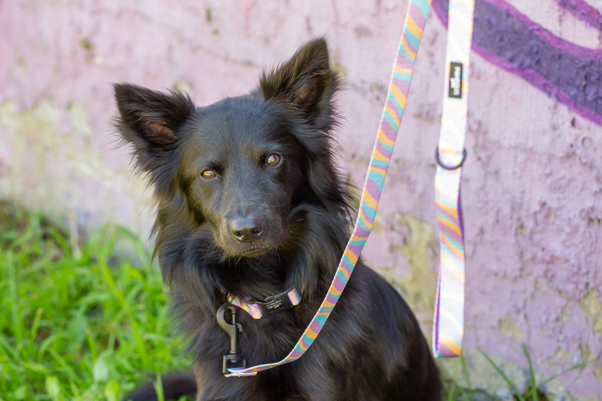 Lollipop Dog Collar