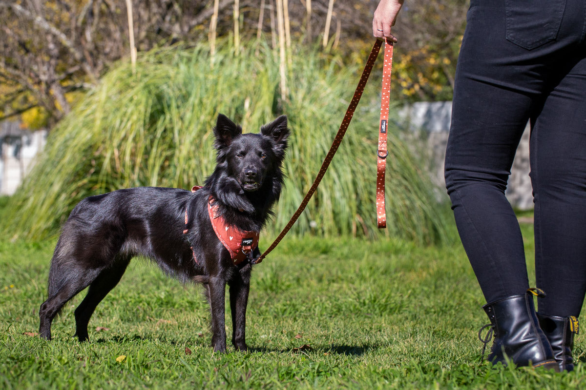 Terracotta Love Adjustable Dog Harness