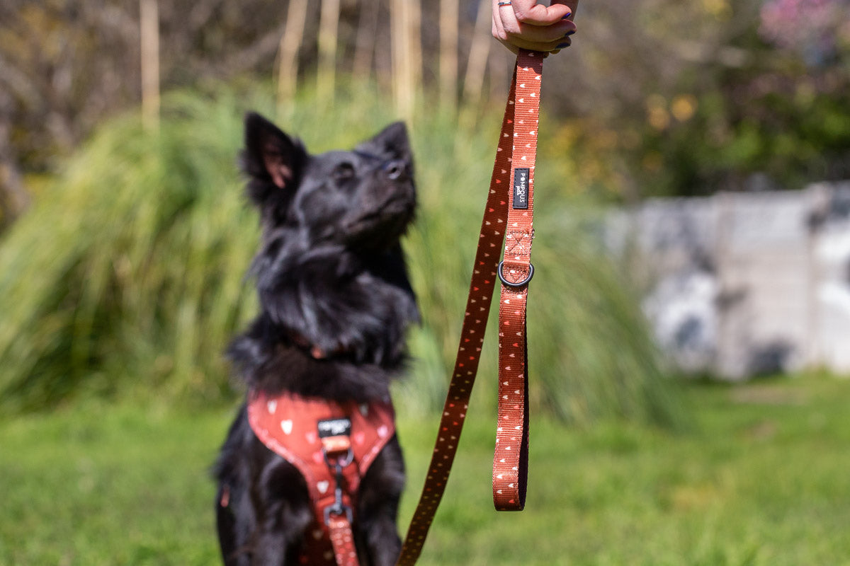 Terracotta Love Dog Collar