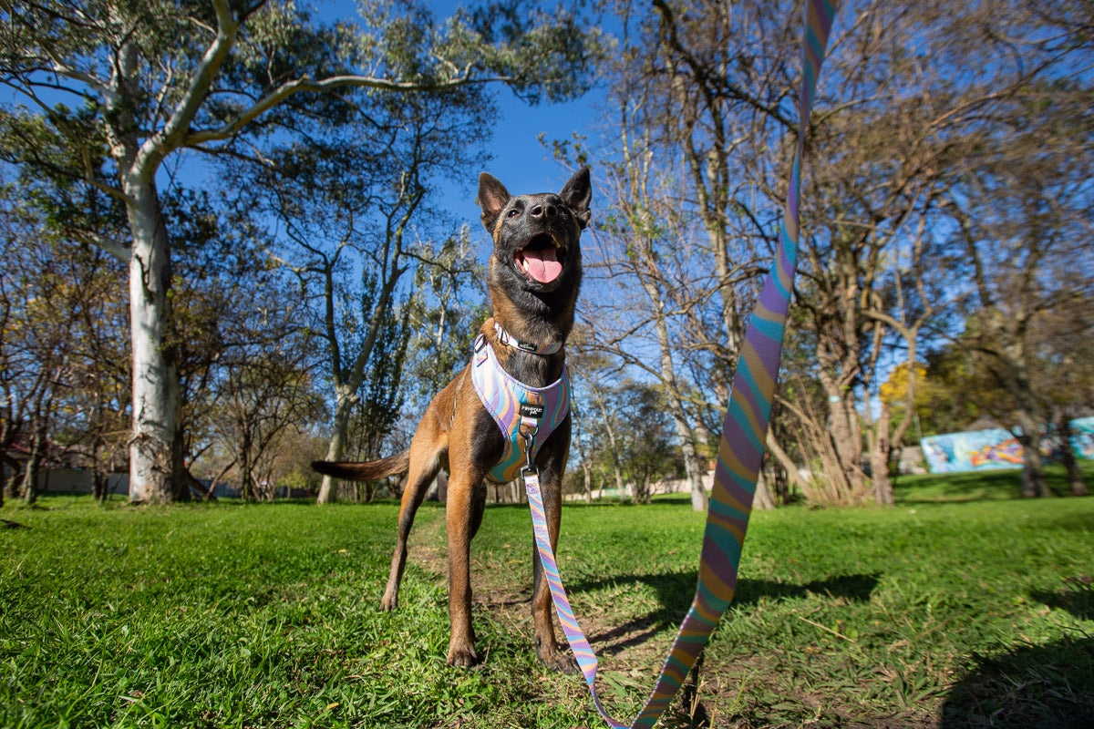 Lollipop Dog Collar