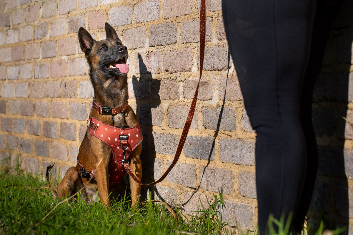 Terracotta Love Dog Collar