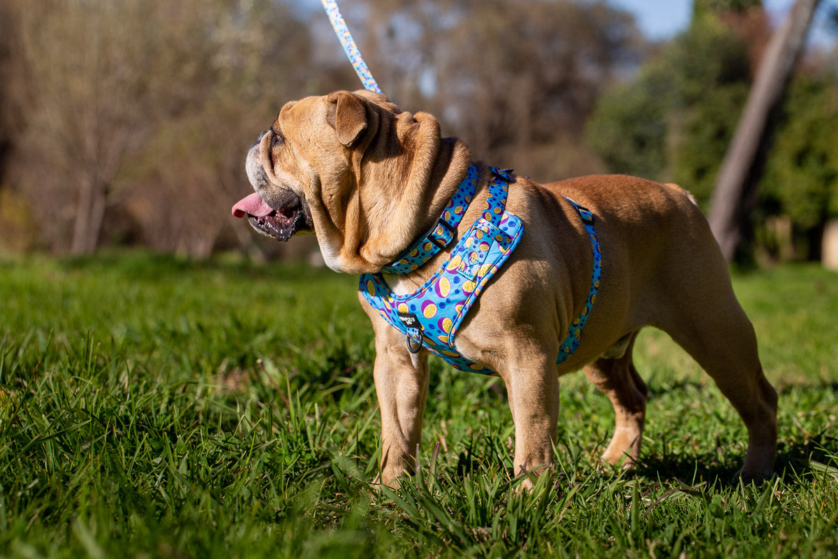 Adjustable dog outlet harness