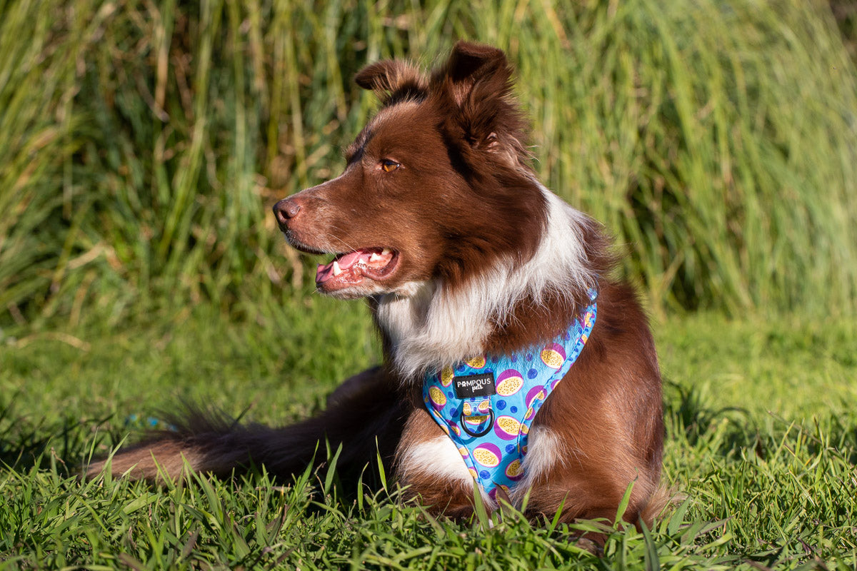 Berrydilla Adjustable Dog Harness