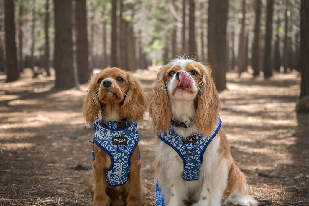 Moroccan Dreams Collars