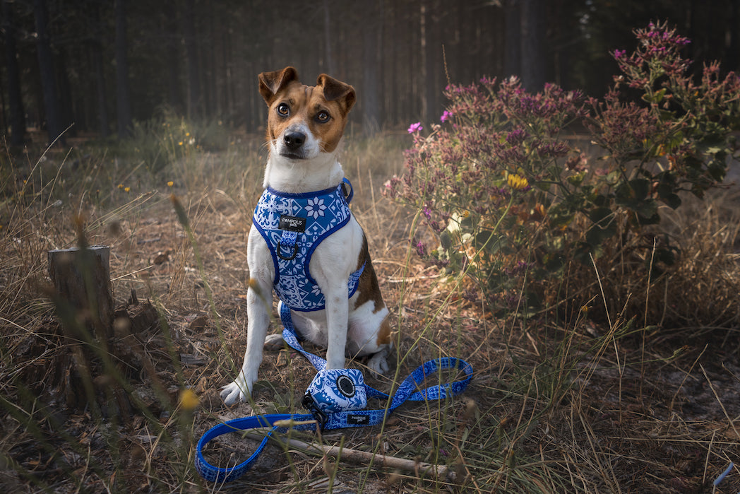 Moroccan Dreams Collars